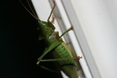 Austrosalomona destructor