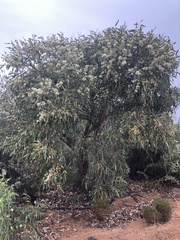 Eucalyptus todtiana