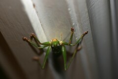 Austrosalomona destructor