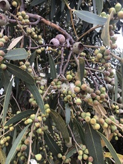 Eucalyptus todtiana