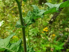 Echinops ossicus