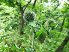 Echinops ossicus
