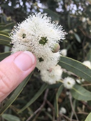 Eucalyptus todtiana