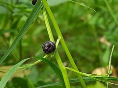 Cardamine bulbifera