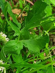 Cardamine bulbifera