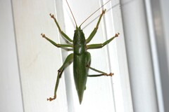 Austrosalomona destructor