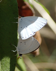 Candalides xanthospilos