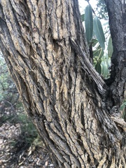 Eucalyptus todtiana