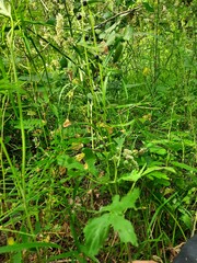 Cardamine bulbifera
