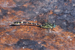 Austrogomphus cornutus