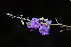 Indigofera australis