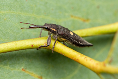 Rhinotia centralis
