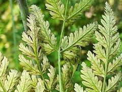 Chaerophyllum aureum