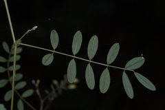 Indigofera australis