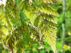 Chaerophyllum aureum