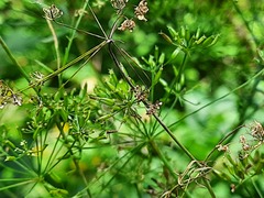 Chaerophyllum aureum