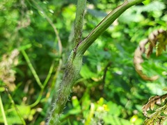 Chaerophyllum aureum