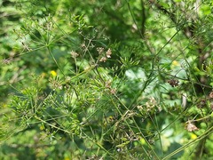 Chaerophyllum aureum