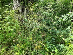 Chaerophyllum aureum