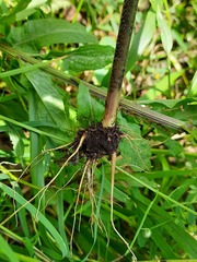 Chaerophyllum aureum