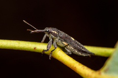 Rhinotia centralis