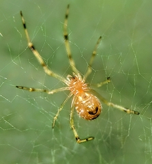 Theridion zonulatum