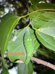 Hestina assimilis