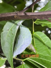 Hestina assimilis