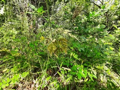 Chaerophyllum aureum