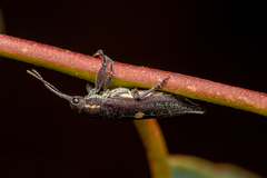 Rhinotia centralis