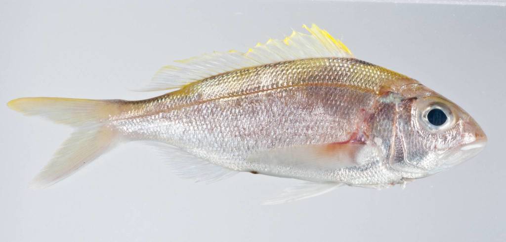Oblique-banded Snapper (Reef Fish of the Hawaiian Islands) · iNaturalist