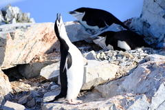 Pygoscelis antarcticus