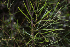 Acacia longissima