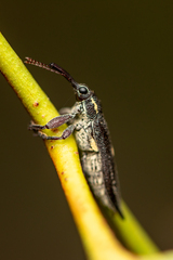 Rhinotia centralis
