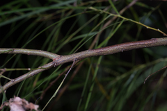 Acacia longissima
