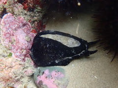 Scutus antipodes