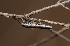 Rhinotia phoenicoptera