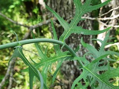 Lactuca quercina