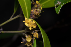 Tristaniopsis laurina