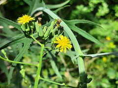 Lactuca quercina