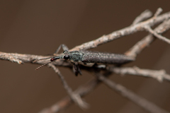 Rhinotia phoenicoptera