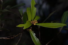 Tristaniopsis laurina