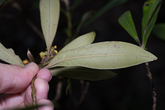 Tristaniopsis laurina