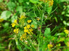Erysimum aureum