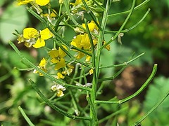 Erysimum aureum