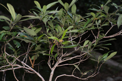 Tristaniopsis laurina
