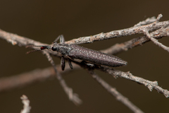 Rhinotia phoenicoptera