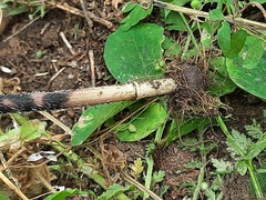 Chaerophyllum bulbosum