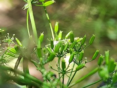 Chaerophyllum bulbosum