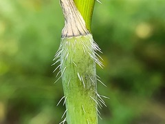Chaerophyllum bulbosum